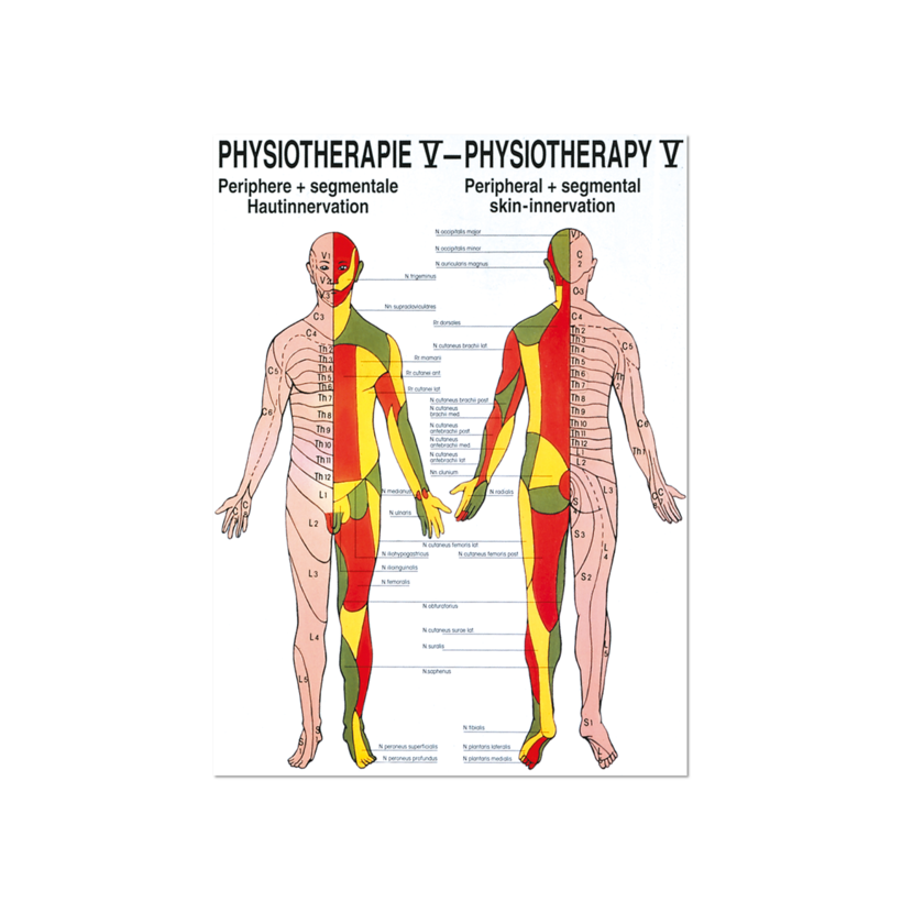 Lehrposter periphere und segmentale Hautinnervation