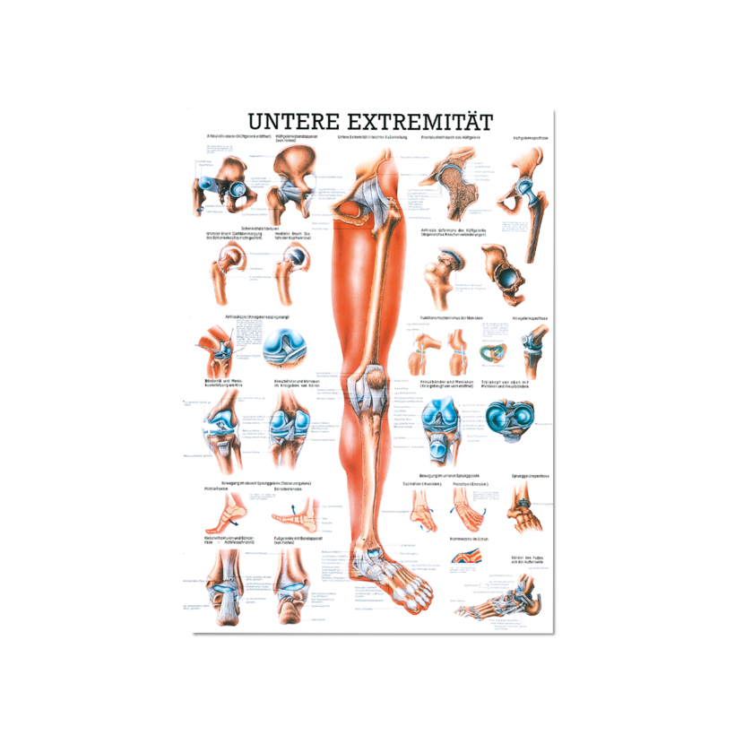 Lerntafel untere Extremität