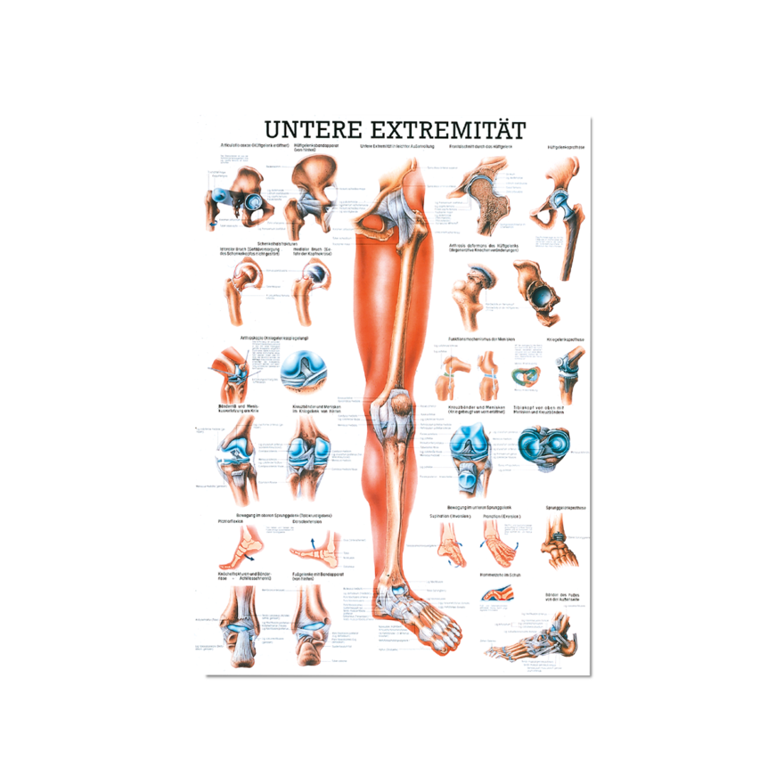 Lerntafel untere Extremität