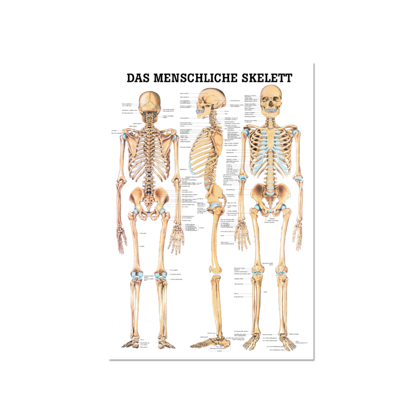 Lehrtafel Das menschliche Skelett