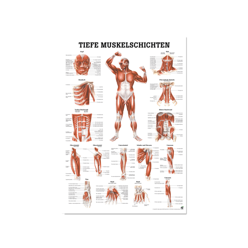 Lehrtafel Muskelschichten Frontansicht
