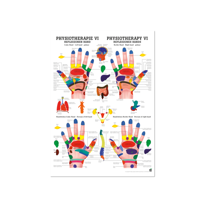 Lehrposter Reflexzonen Hand